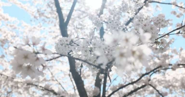 Apartment Rent is already recovering