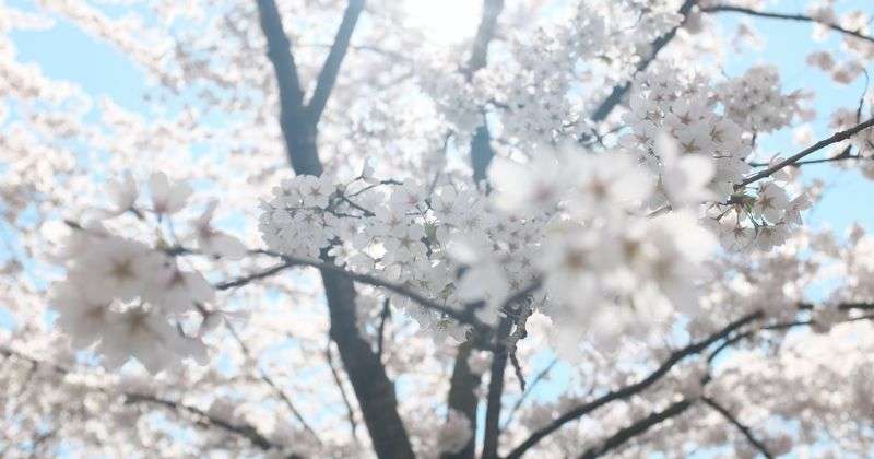 Apartment Rent is already recovering