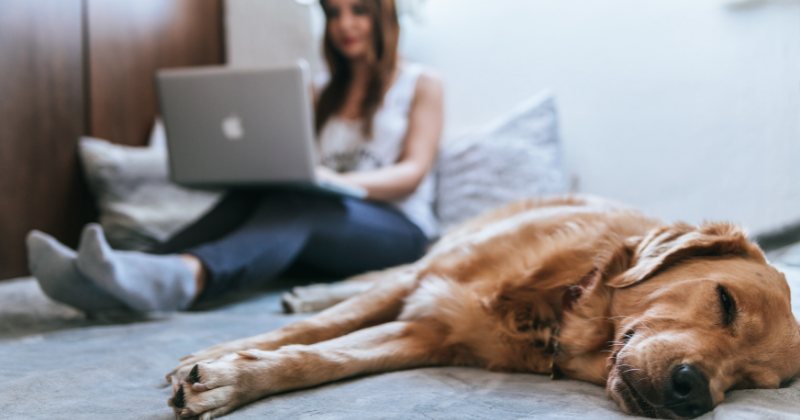 Why Covid impacted property prices so much