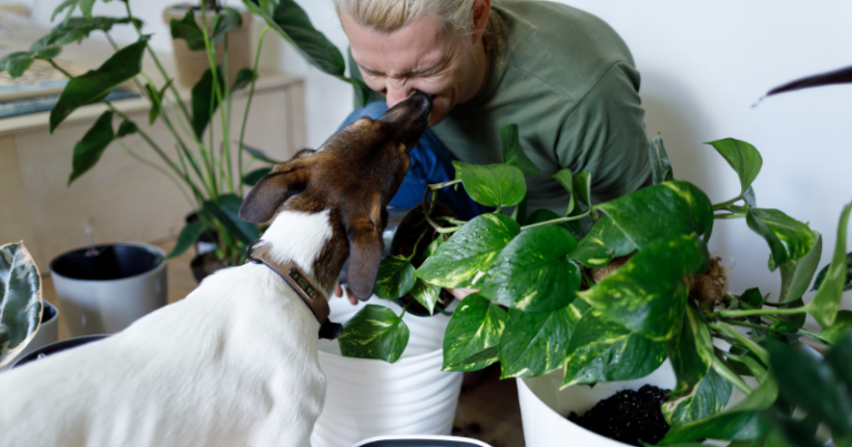 Would you like to try an apartment before you buy it?